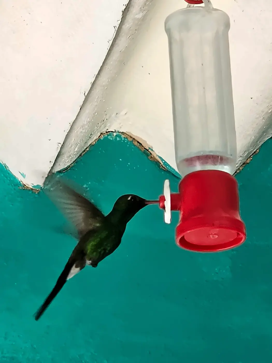 A hummingbird hovering at a red feeder